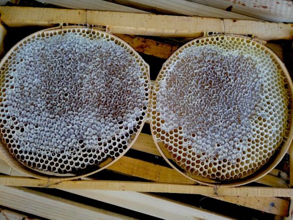 🍯 Karakovan Balı - Görsel 3