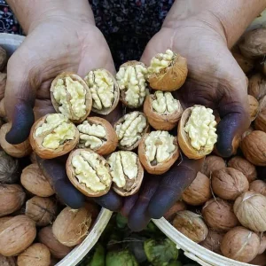 🌰 Taze Ceviz (Islak Kabuklu)